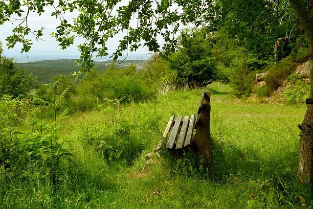 的发展已成 的发展已成